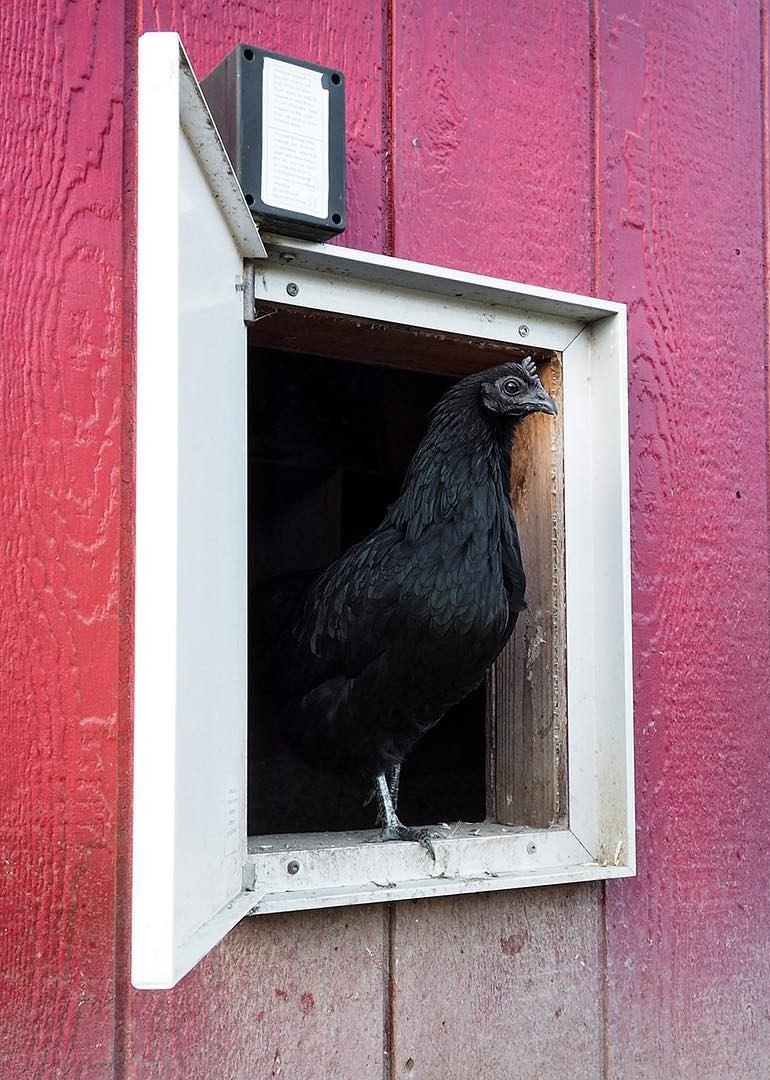 درب اتومات مرغ سایز 40*50